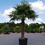 Trachycarpus fortunei (Chinese henneppalm) 150 cm stamhoogte