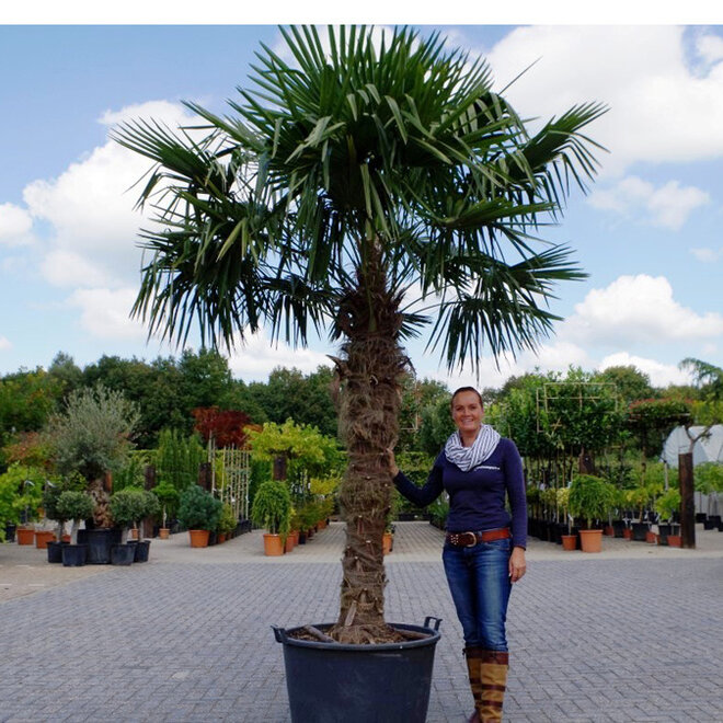 Trachycarpus fortunei (Chinese henneppalm) - 160 cm