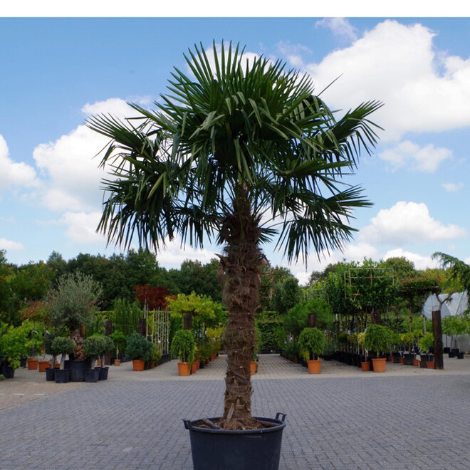 Trachycarpus fortunei - 160 cm