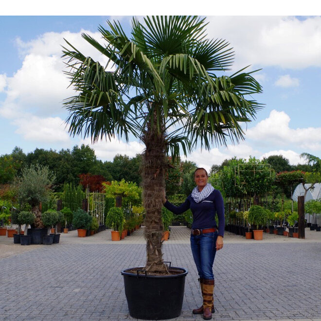 Trachycarpus fortunei (Chinese henneppalm) - 170 cm