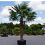 Trachycarpus fortunei (Chinese henneppalm) 170 cm stamhoogte