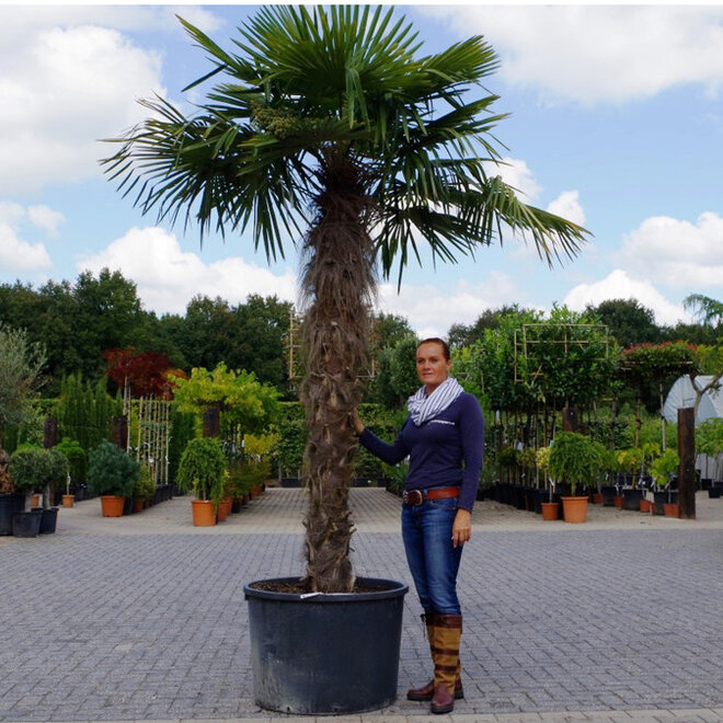 Trachycarpus fortunei (Chinese henneppalm) - 180 cm