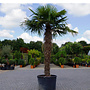 Trachycarpus fortunei (Chinese henneppalm) 180 cm stamhoogte