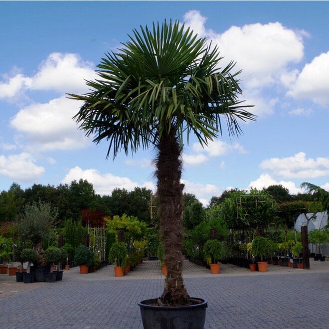 Trachycarpus fortunei - 190 cm