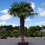 Trachycarpus fortunei (Chinese henneppalm) 200 cm stamhoogte