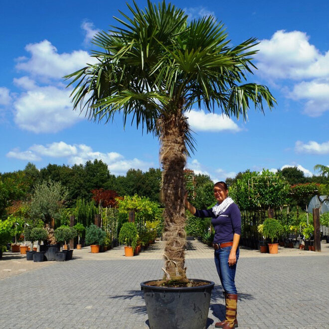 Trachycarpus fortunei (Chinese henneppalm) 210 cm stamhoogte