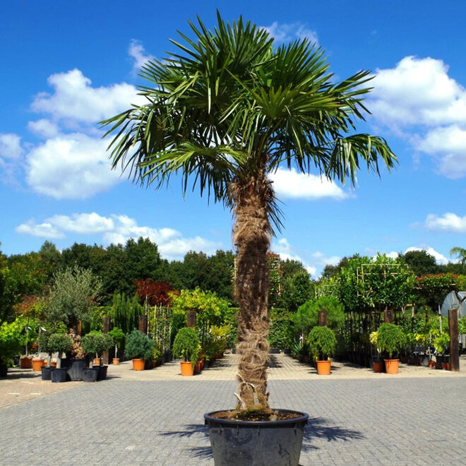 Trachycarpus fortunei (Chinese henneppalm) 210 cm stamhoogte