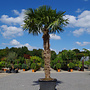 Trachycarpus fortunei (Chinese henneppalm) 220 cm stamhoogte