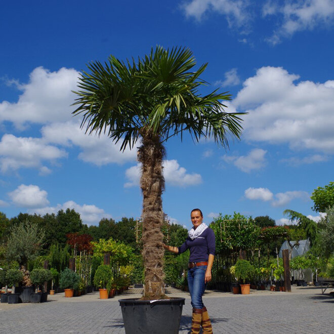 Trachycarpus fortunei (Chinese henneppalm) - 230 cm