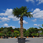 Trachycarpus fortunei (Chinese henneppalm) 250 cm stamhoogte