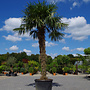 Trachycarpus fortunei (Chinese henneppalm) 270 cm stamhoogte
