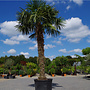 Trachycarpus fortunei (Chinese henneppalm) 280 cm stamhoogte