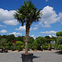 Trachycarpus fortunei (Chinese henneppalm) 290 cm stamhoogte