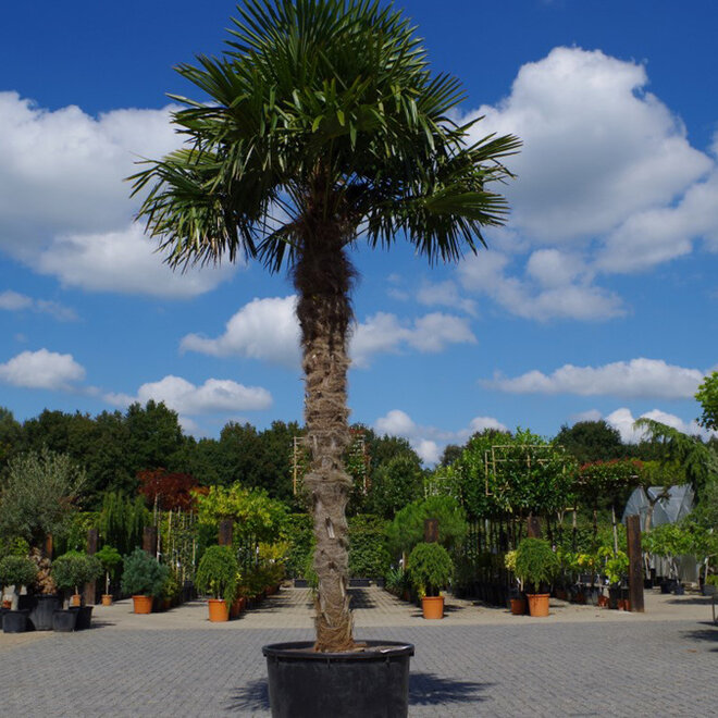 Trachycarpus fortunei (Chinese henneppalm) - 300 cm