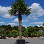 Trachycarpus fortunei (Chinese henneppalm) 300 cm stamhoogte