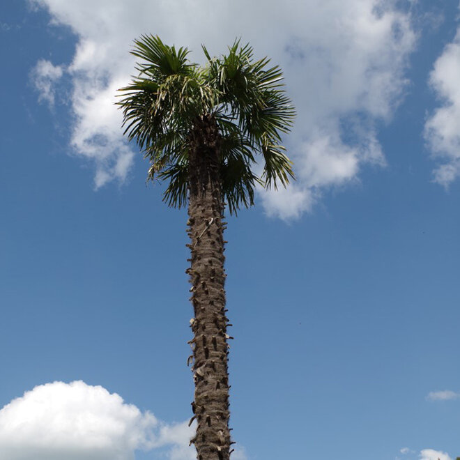 Trachycarpus fortunei (Chinese henneppalm) - 600 cm