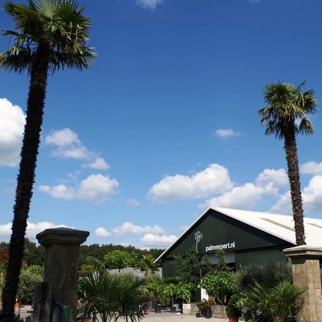 Trachycarpus fortunei (Chinese henneppalm) - 600 cm stamhoogte