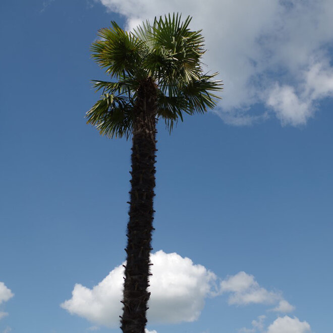 Trachycarpus fortunei (Chinese henneppalm) - 640 cm