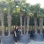 Trachycarpus fortunei (Chinese henneppalm) - meerstammig