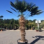 Trachycarpus wagnerianus (Wagnerpalm) 120/140 cm stamhoogte