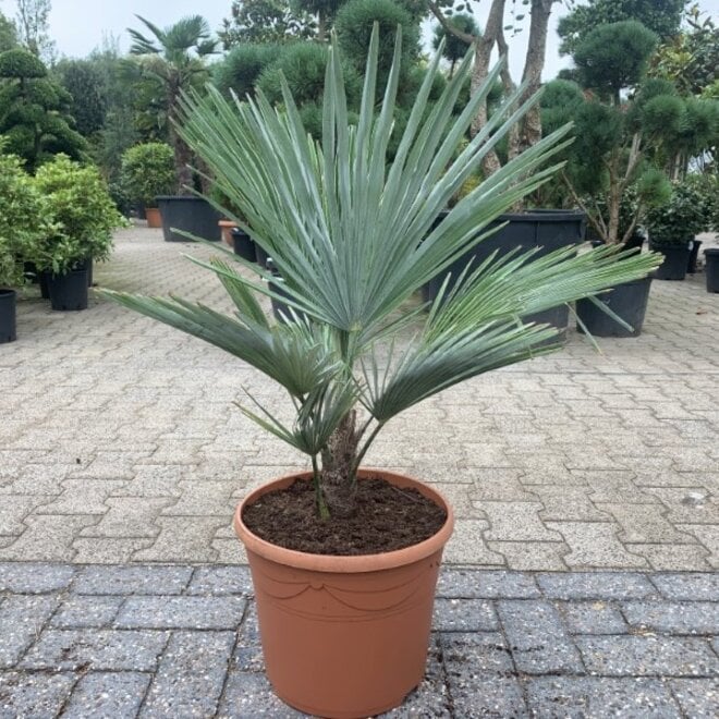 Trachycarpus princeps blue silver