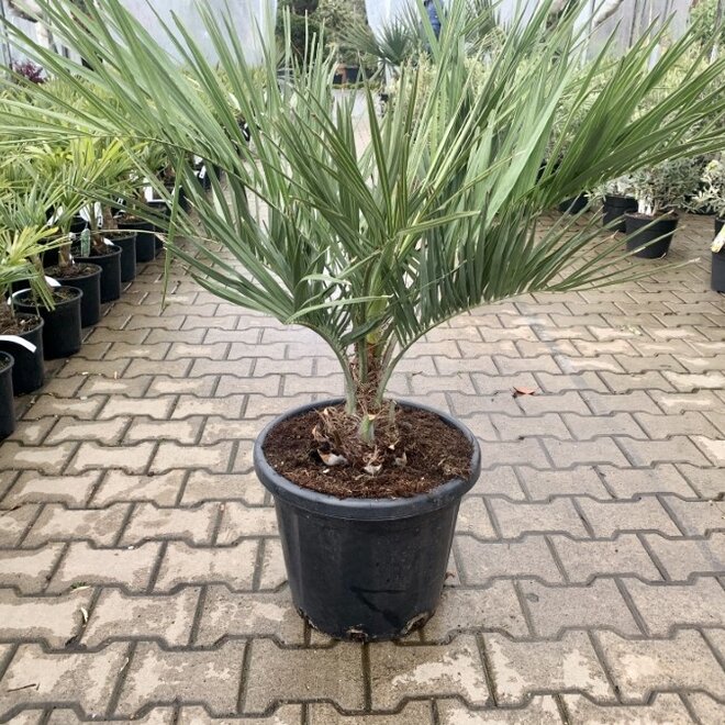 Butia capitata (Geleipalm) 60/80 cm