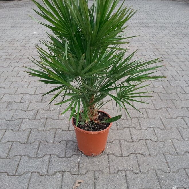 Chamaerops humilis 50/60 cm