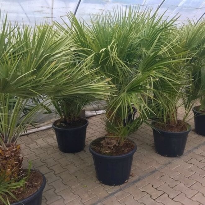 Chamaerops humilis 80/100 cm