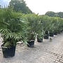 Chamaerops humilis (Europese dwergpalm) 120/140 cm