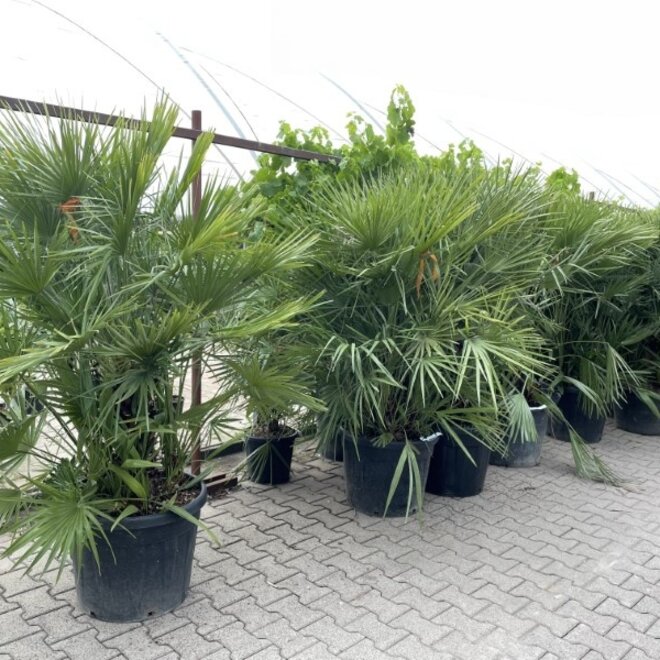 Chamaerops humilis 140/160 cm