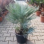 Chamaerops humilis Cerifera 40/50 cm