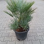 Chamaerops humilis Cerifera 60/80 cm
