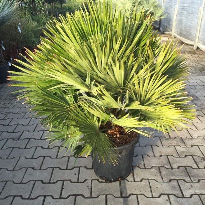 Chamaerops humilis Vulcano 80/100 cm