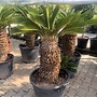 Cycas revoluta (Sagopalm-Vredespalm) 90/110 cm