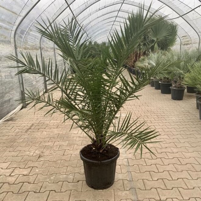 Phoenix canariensis (Canarische dadelpalm) 120/130 cm