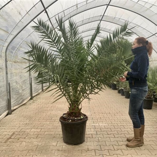 Phoenix canariensis (Canarische dadelpalm) 160/180 cm