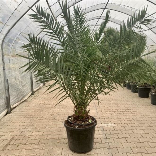 Phoenix canariensis 160/180 cm