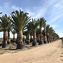 Phoenix canariensis (Canarische dadelpalm) 250/450 cm stamhoogte