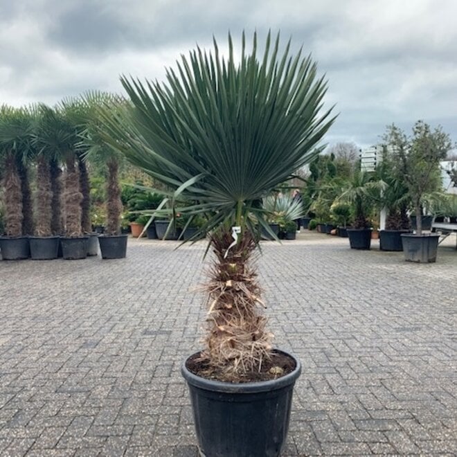 Trithrinax brasiliensis 120/140 cm