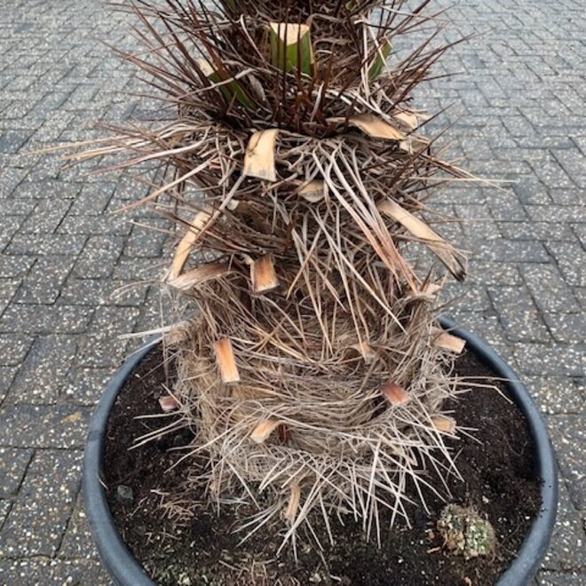 Trithrinax brasiliensis 120/140 cm