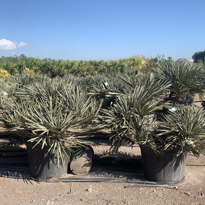 Trithrinax campestris 60/80 cm