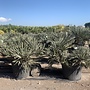 Trithrinax campestris (Blauwe dadelpalm) 60/80 cm