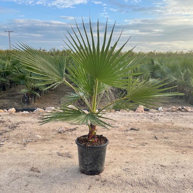 Washingtonia robusta 10/20 cm stamhoogte