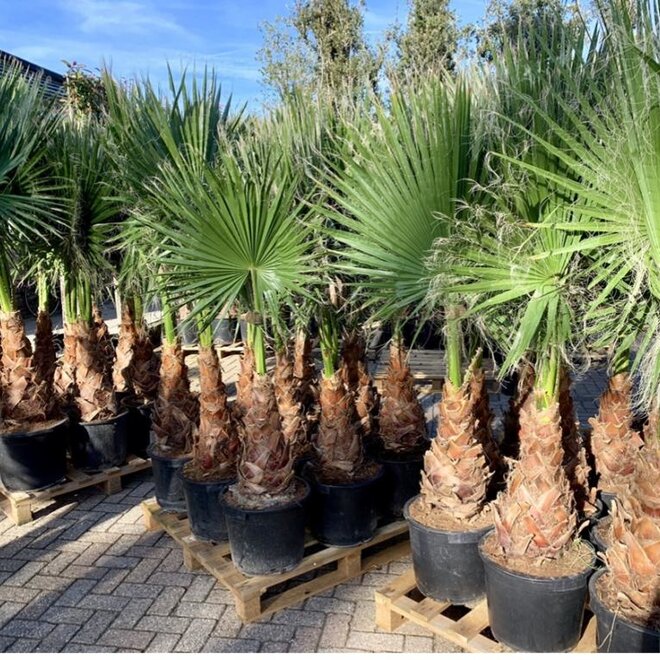 Washingtonia robusta  (Mexicaanse waaierpalm) 40/50 cm stamhoogte