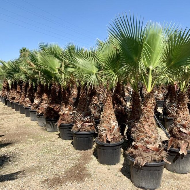 Washingtonia robusta 80/100 cm stamhoogte