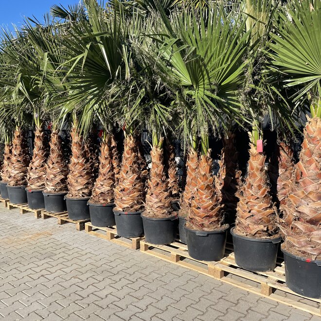 Washingtonia robusta 100/125 cm stamhoogte