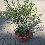 Olijfboom struik (Olea europaea) 50/60 cm