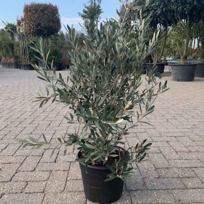 Olijfboom struik (Olea europaea) 60/80 cm