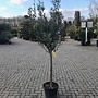 Olijfboom (Olea europaea) 14/16 cm stamomtrek