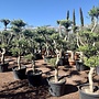 Olijfboom (Olea europaea) 20/30 cm stamomtrek  - pon pon